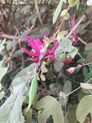 Passiflora edmundoi