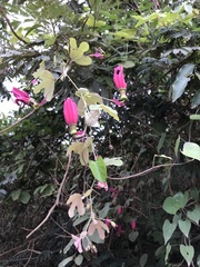 Passiflora edmundoi