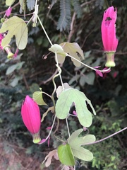 Passiflora edmundoi