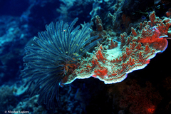 Montipora confusa