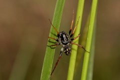 Habronestes hunti