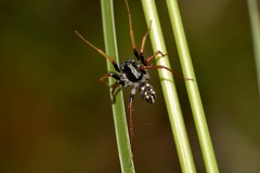 Habronestes hunti