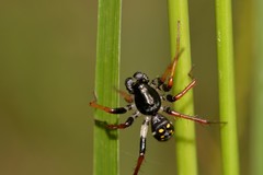 Habronestes hunti