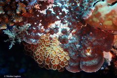 Palythoa heliodiscus