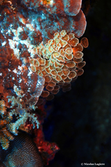 Palythoa heliodiscus