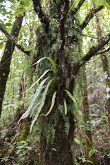 Hymenophyllum inaequale