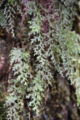 Hymenophyllum inaequale