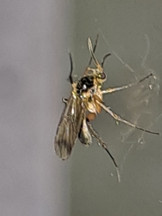 Mycetophilidae