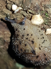 Stanisicarion aquila