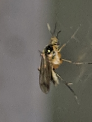 Mycetophilidae