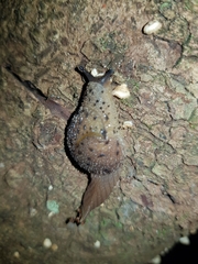 Stanisicarion aquila