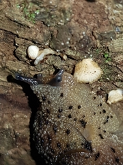 Stanisicarion aquila