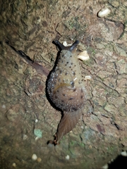 Stanisicarion aquila