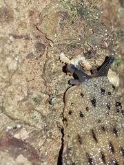 Stanisicarion aquila
