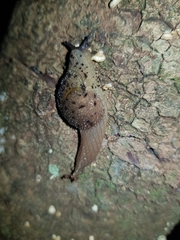 Stanisicarion aquila