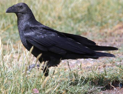 Fan-tailed Raven