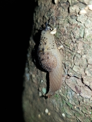 Stanisicarion aquila