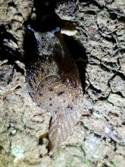 Stanisicarion aquila