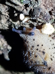 Stanisicarion aquila