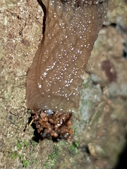 Stanisicarion aquila
