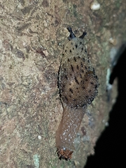 Stanisicarion aquila