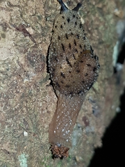 Stanisicarion aquila