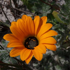 Arctotis breviscapa
