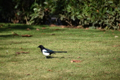 Pica pica