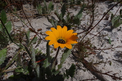 Arctotis breviscapa