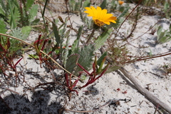 Arctotis breviscapa
