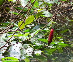 Costus pulverulentus