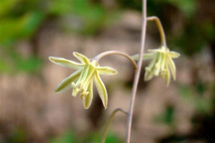 Drimia indica