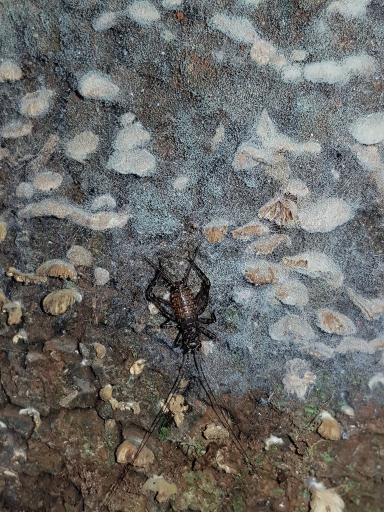 Endotaria