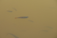 Dawkinsia filamentosa