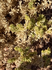 Fagonia mollis