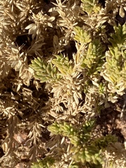 Fagonia mollis