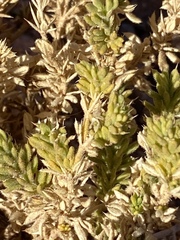 Fagonia mollis