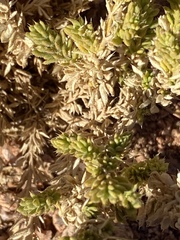 Fagonia mollis