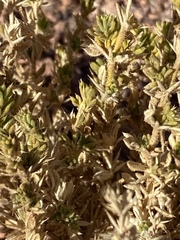 Fagonia mollis
