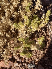 Fagonia mollis