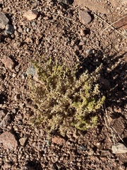 Fagonia mollis