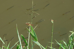 Brachythemis contaminata