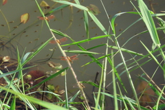 Brachythemis contaminata