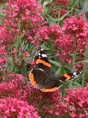 Vanessa atalanta