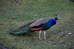 Pavo cristatus