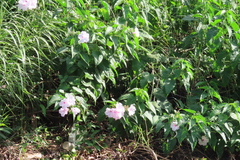 Ipomoea carnea