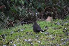 Turdus merula