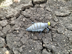 Thericles obtusifrons