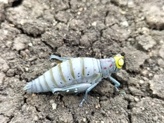 Thericles obtusifrons