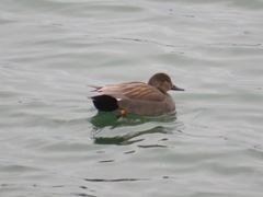 Mareca strepera